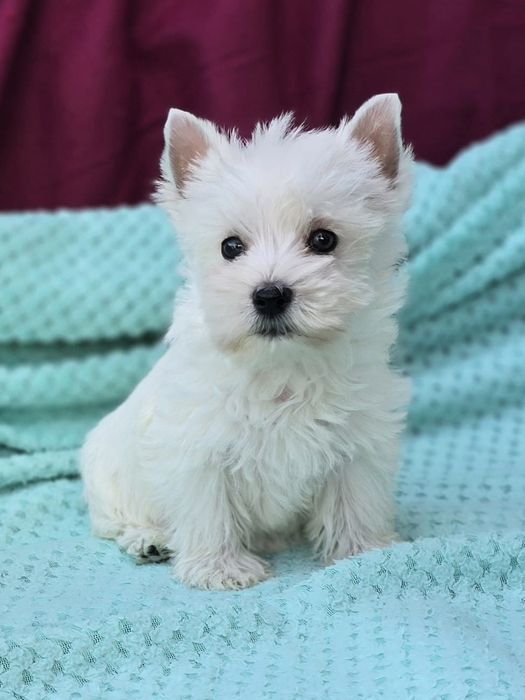 Piesek West highland white terrier