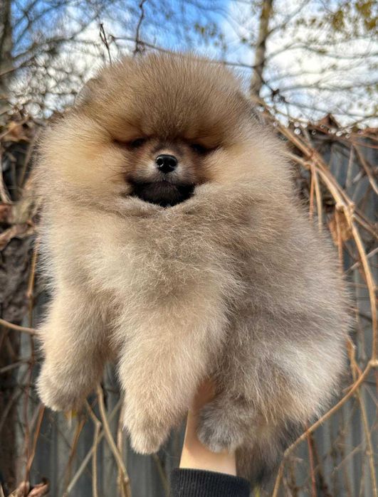 Spitz Alemão Anão/ou Lulu da Pomerânia LARANJA  com   LOP e AFIXO
