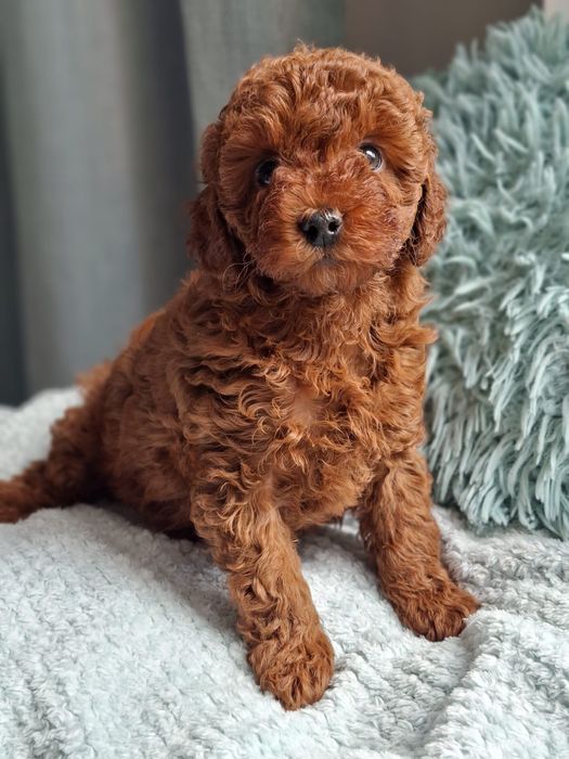 Maltipoo F1b Pudel i Maltipoo -