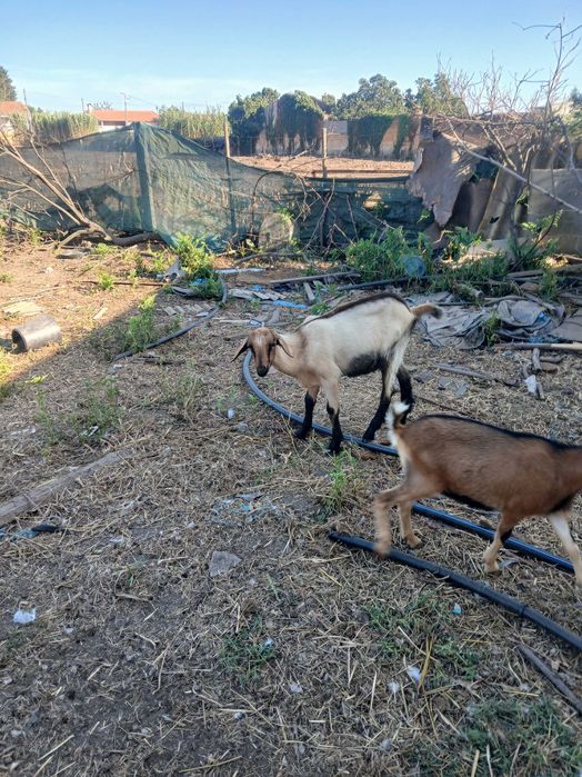 Cabrito de boa raça