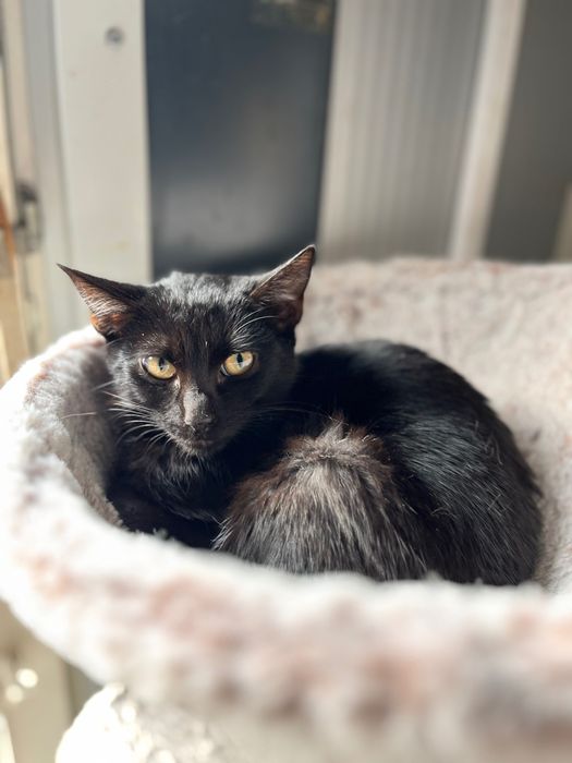 Czarny, młody kotek do adopcji. Borysek szuka domu!