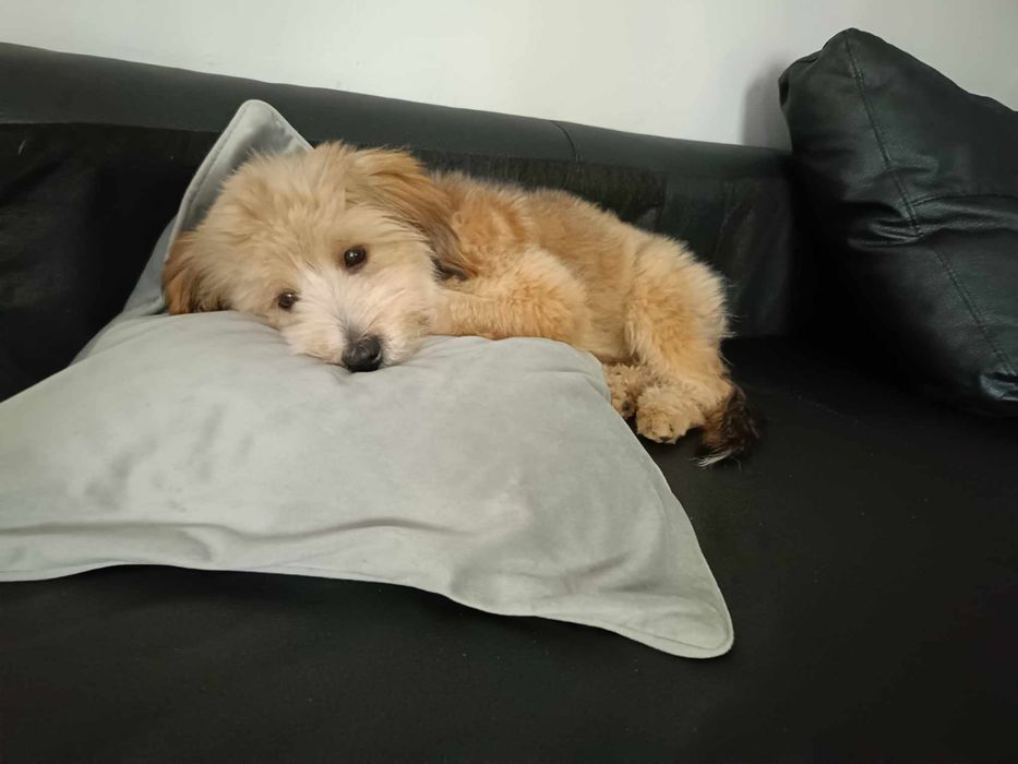 Bastion - Cockapoo - 2,5 roczny