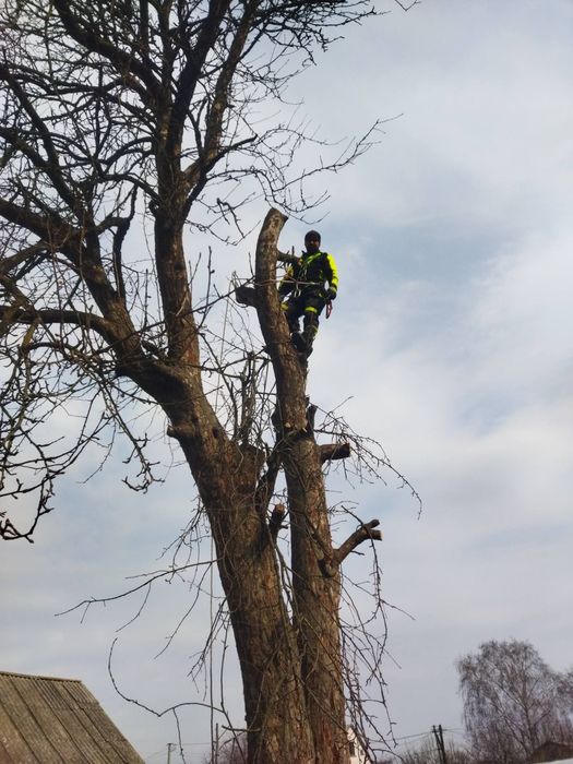 Видалення аварійних дерев,розпил дров,розчищення територій