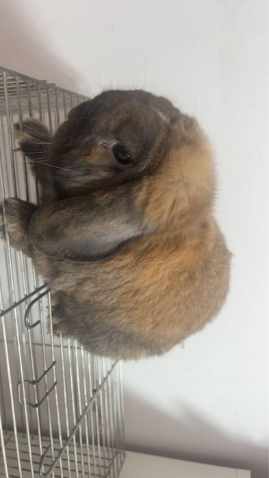 rodowodowy Mini Loop