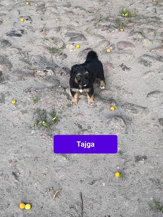 Oddam w dobre ręce