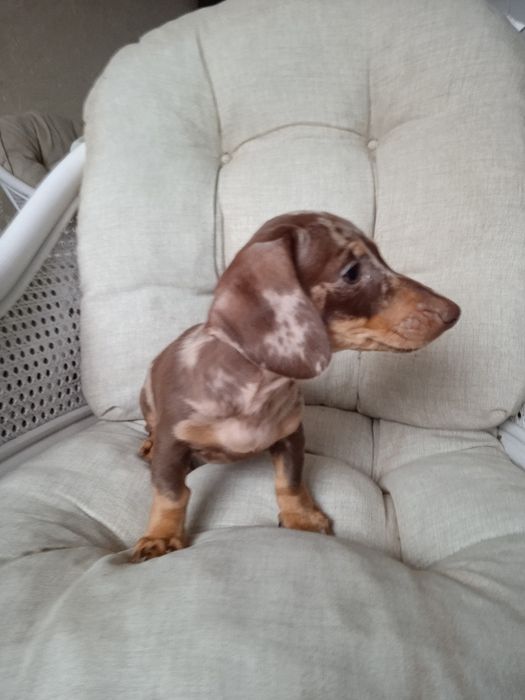 Jamnik krótkowłosy