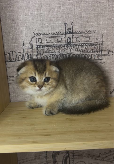 Золоті шиншилята