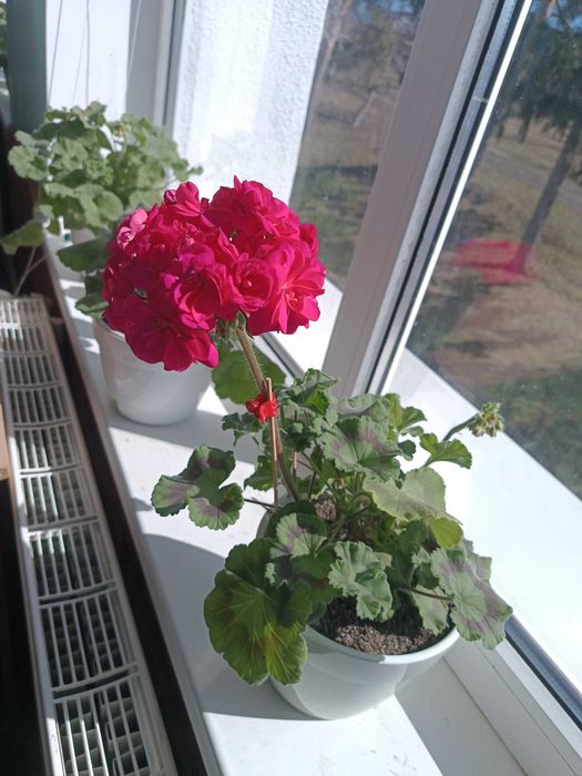 Пеларгонія ТА Шахерезада