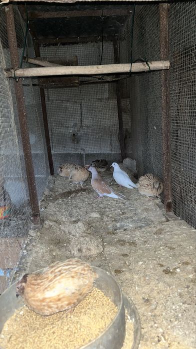 Codornizes e pombas leque