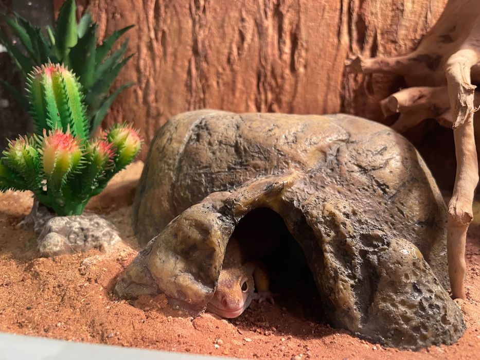 Gekon lamparci dorosła samiczka