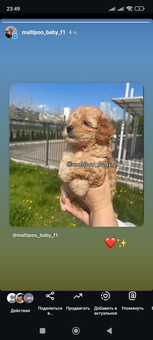 Мальтипу девочка ф1 мини