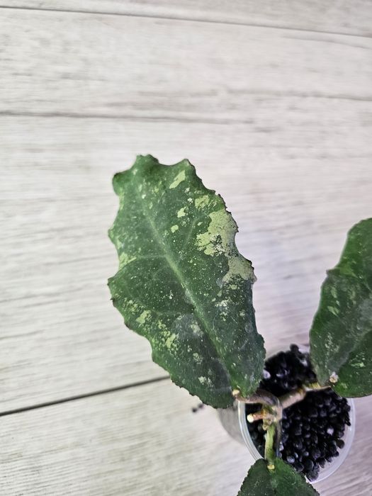 Hoya undulata Black