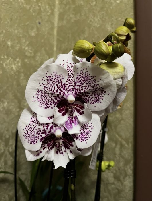 Орхидея фаленопсис суюки единорог биглип