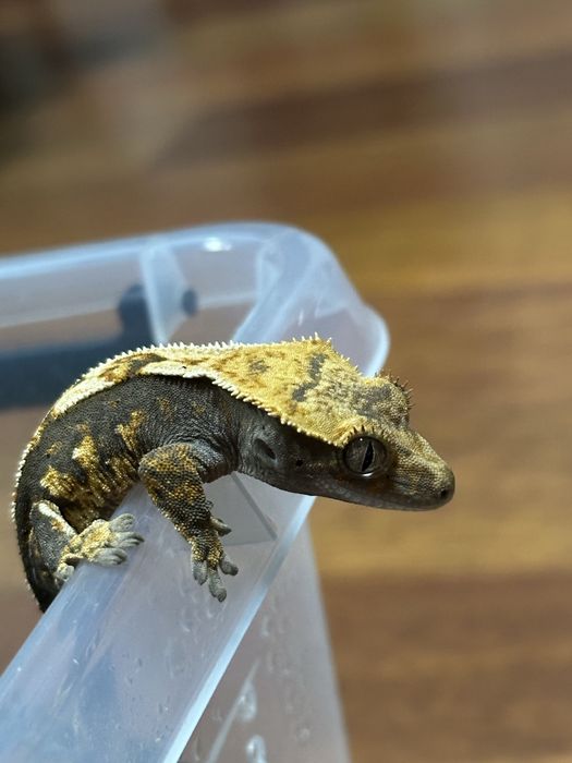 Gekon Orzęsiony PROMOCJA!