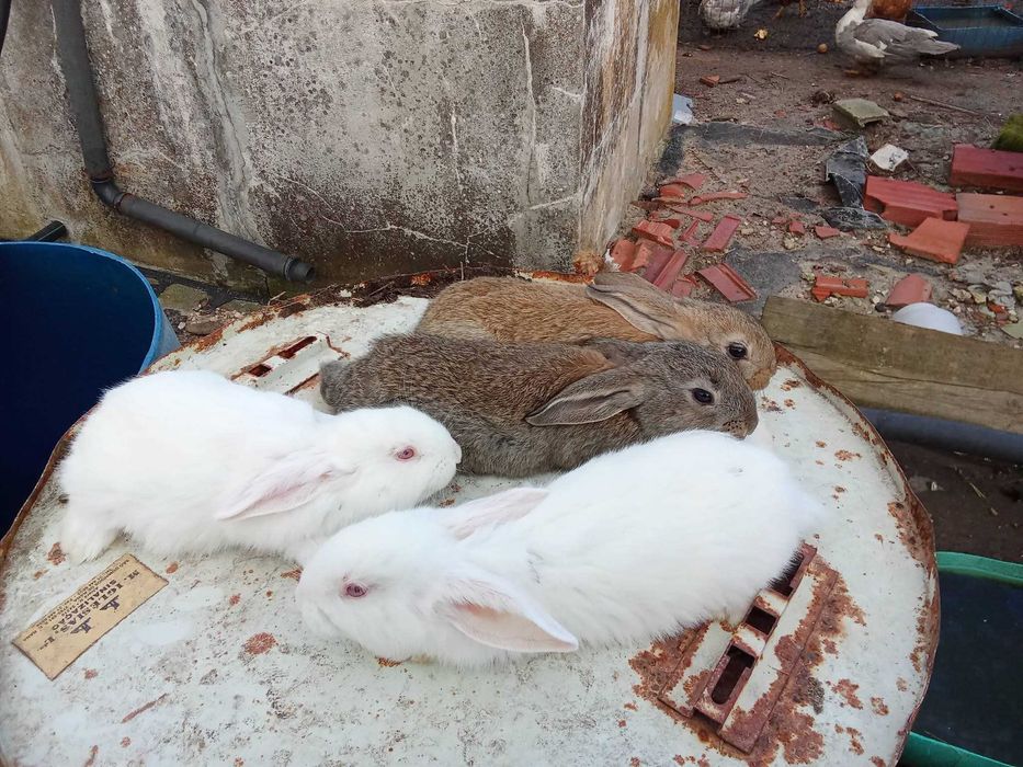 Coelhos caseiros