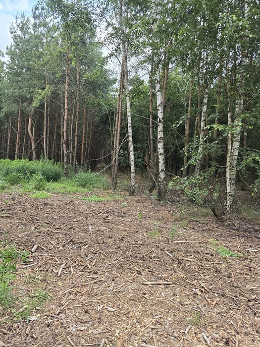 5,80 ha lasu sosnowo brzozowy