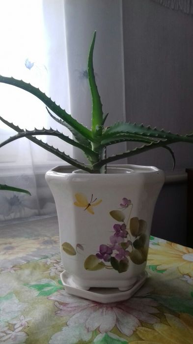 Алоє вазон лікарський