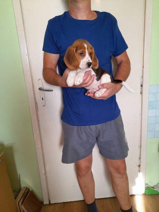 Beagle bigle szczeniak