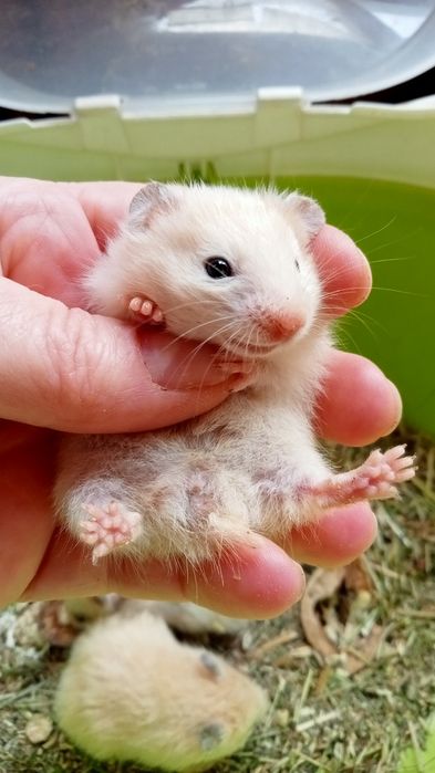 Хомяк хомячок королевский, малыши