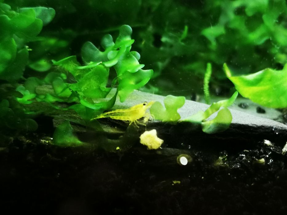Caridina Yellow king kong