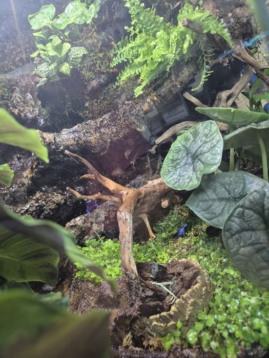 Terrarium Paludarium