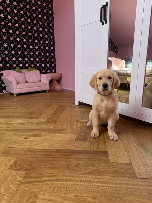 Golden retriever  po Imporcie z Włoch linii Amerykanskiej ZKWP/   FCI