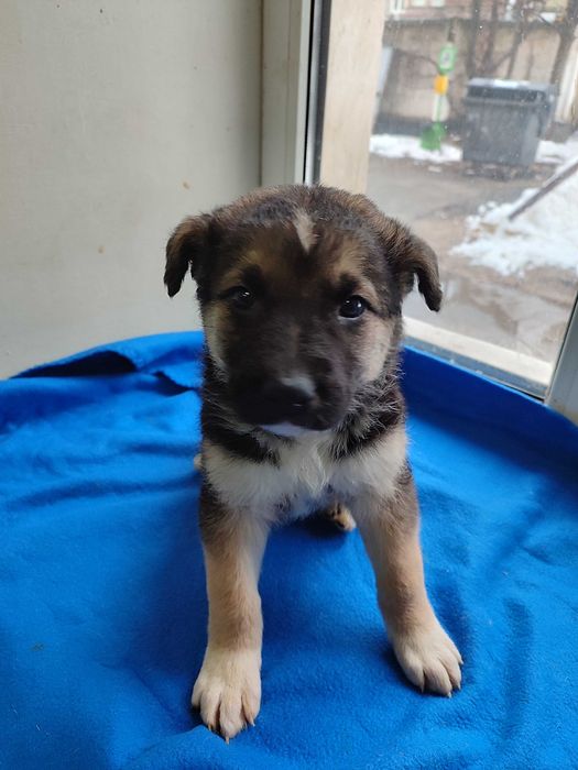 Кумедне цуценя бажає стати домашнім