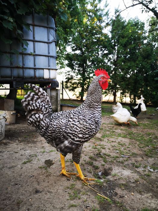 Młody Kogut jarzębiaty