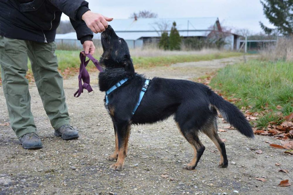 Smerfik- popatrz w te oczy i pokochaj ADOPCJA
