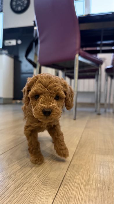 Cavapoo F1BB – AMY, ciemno morelowa suczka | Rodowód, chip, wyprawka
