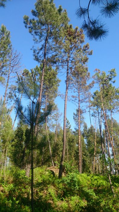 Pinhal sito à Portela, com bons acessos.