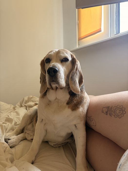 Piesek beagle szuka kochajacego domku