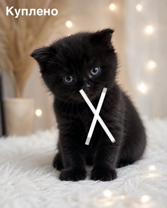 Кошенята, мама висловуха, встигніть замовити!:)