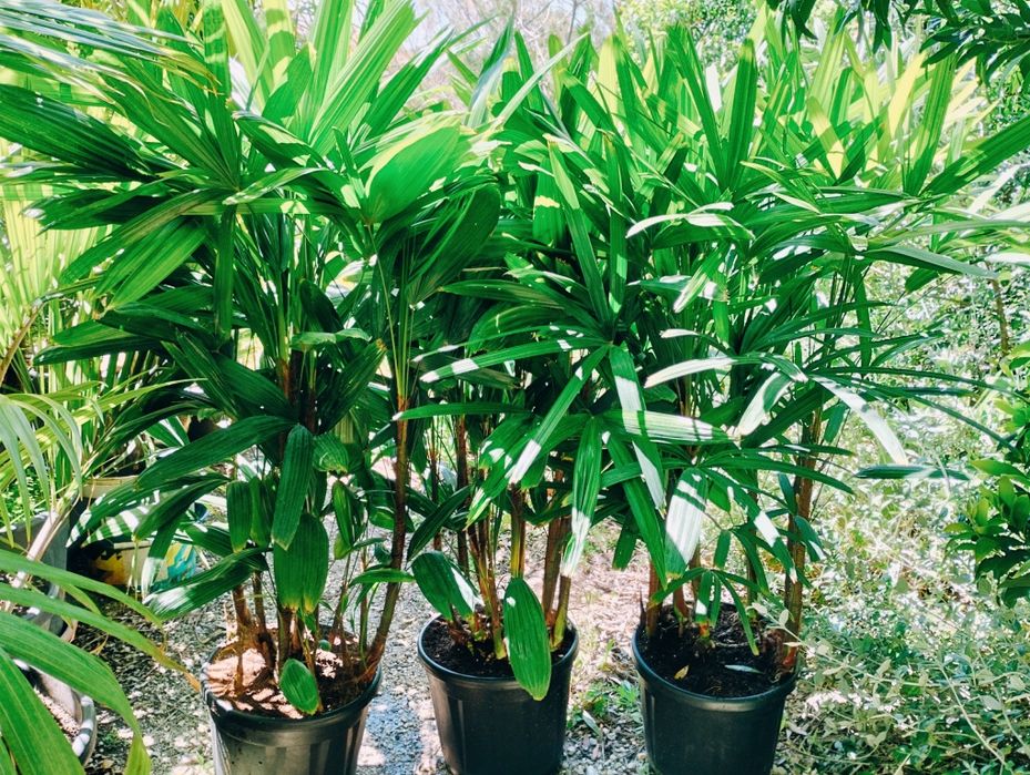Palmeiras Ráfis, Ráfia, ou Rhapis excelsa