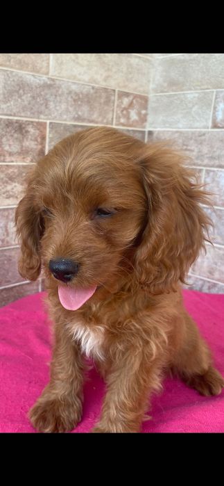 Maltipoo - piesek