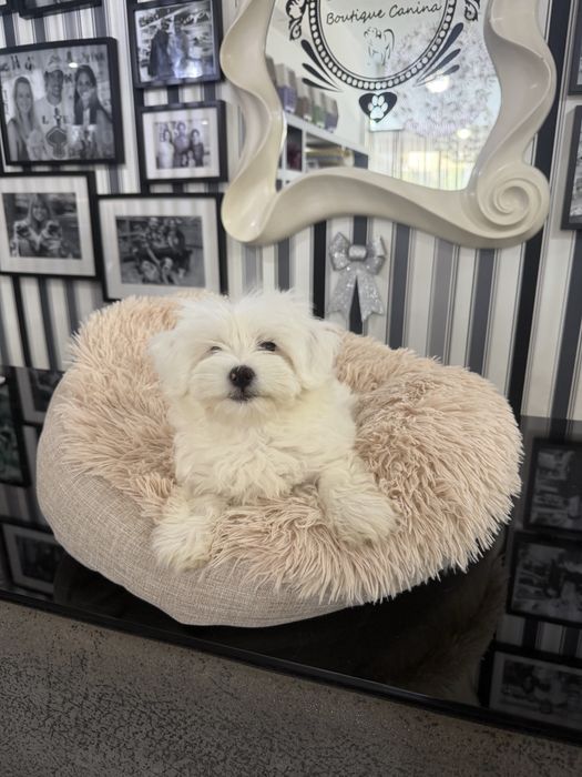 Bichon maltes femea fantastica