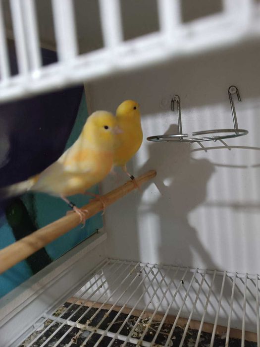 Canarios casais brancos e amarelos