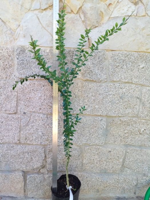 3 Citrus Trees: Finger Lime + Yuzu + Buddha's Hand – Free Shipping!64575348994179124