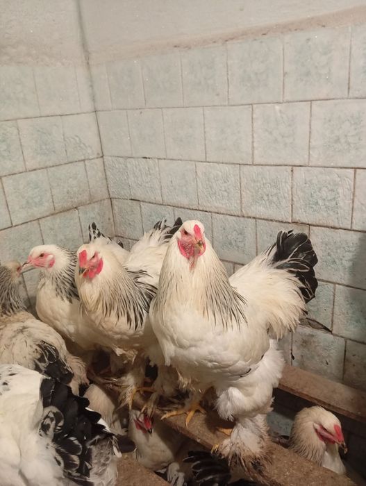 Продам півнів молоді Брама