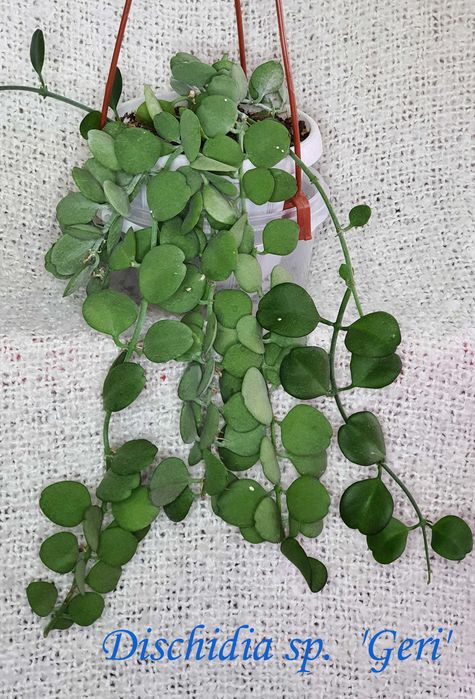 Продам хойи Perak,Finlaysonii dark leaves,H.sp.EPC-600,H. loheri и