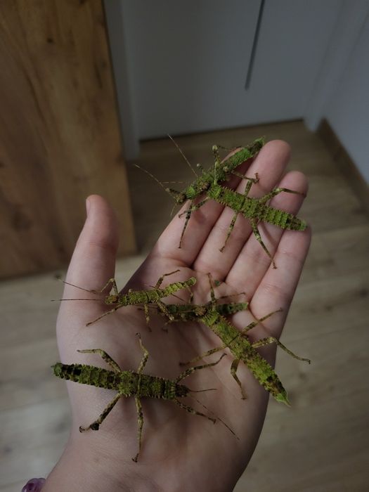 Młode straszyki nowogwinejskie