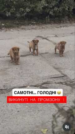 Спасите голодных щенков