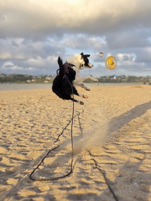 Border Collie para Acasalamento – Leiria