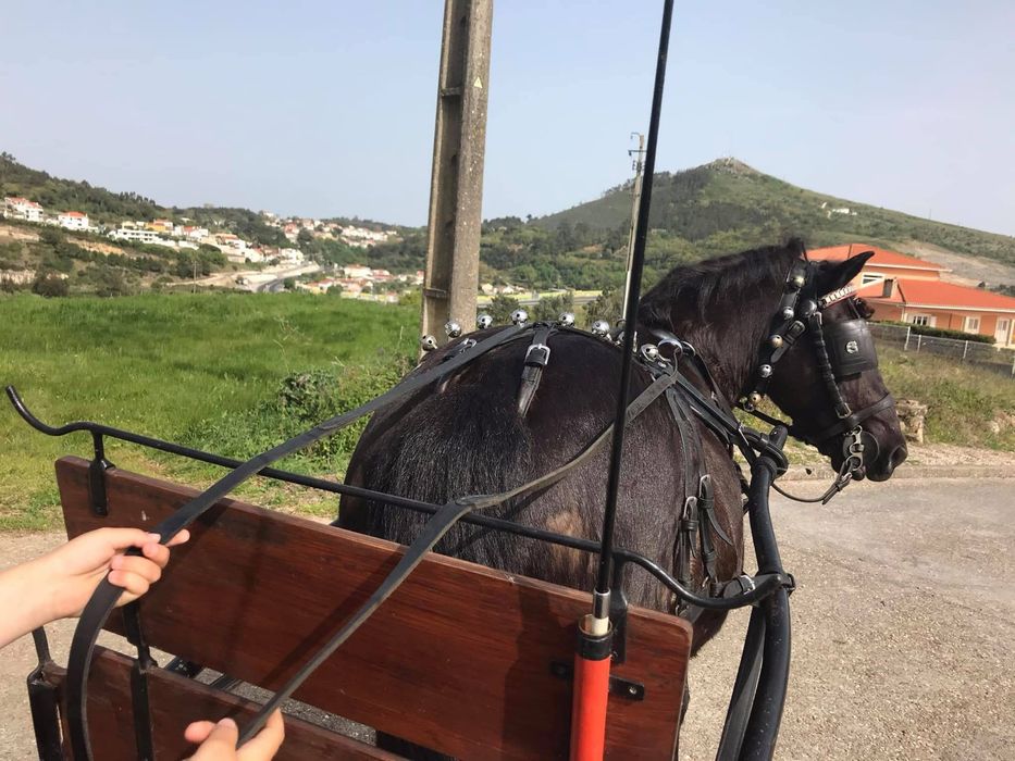 Pónei Preto Castrado