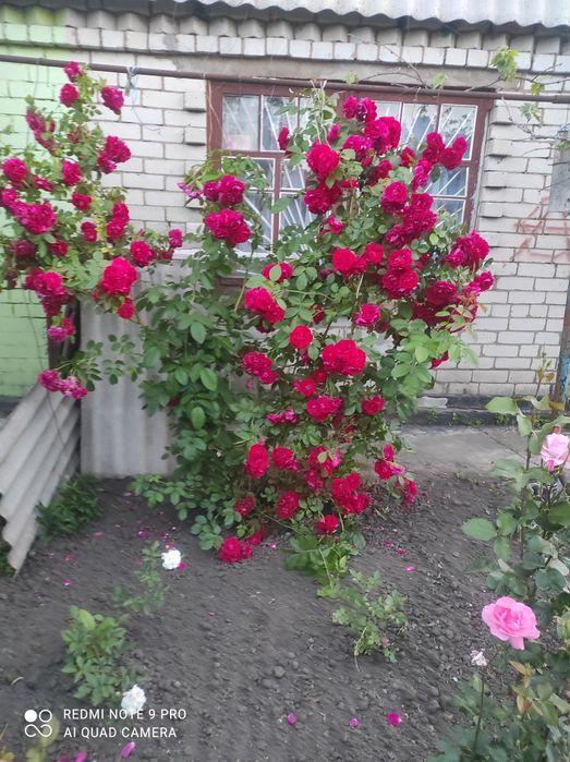 Продаю дачу на Батуринській