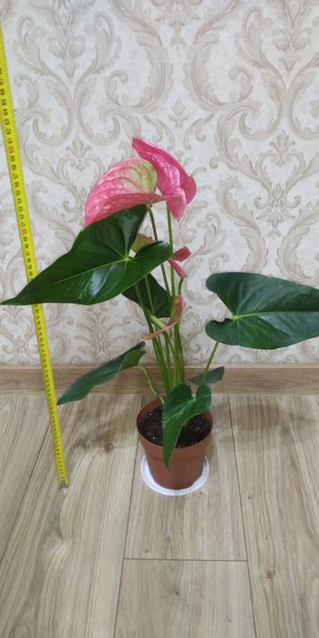 Антуріум Маine +рідкісні сорти