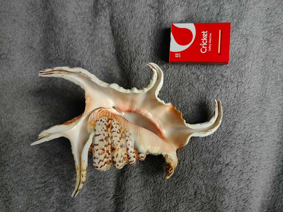 Muszla morska dekoracyjna Lambis chiragra 3 +GRATISY