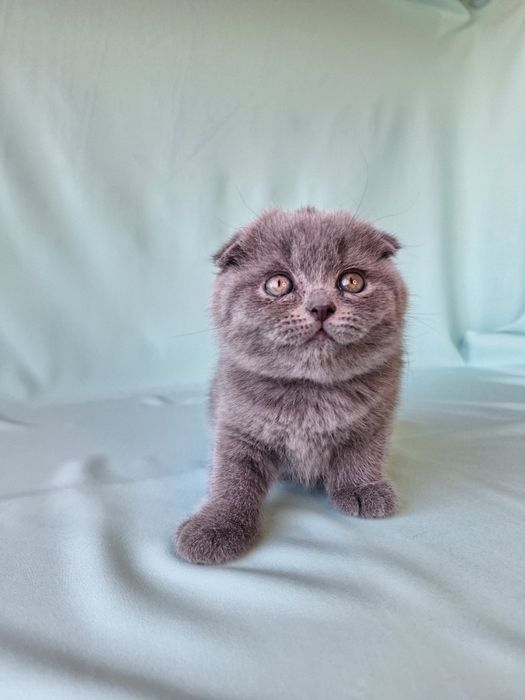 Шотландский хлопчик.