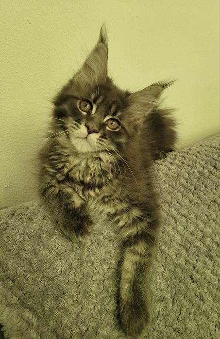 Koteczka bardzo mrucząca