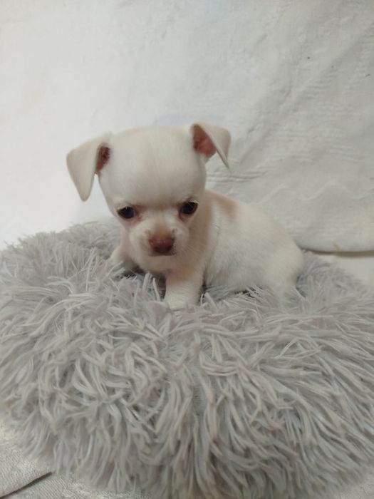 Chihuahua macho pelo curto